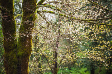 Fototapeta premium Forest landscape with mossy tree