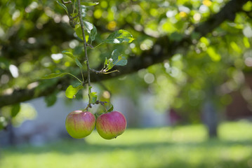 Feiner Apfel am Baum