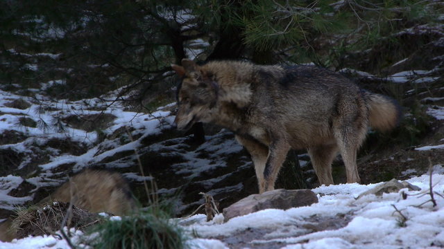  Iberian wolf mating season on the white snow  