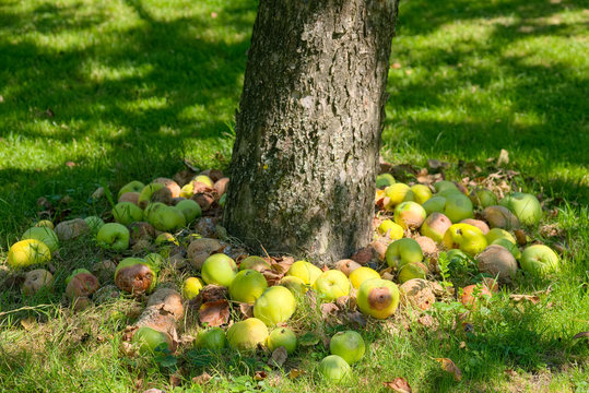 G&auml;rende Apfel