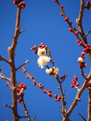 開花した白梅