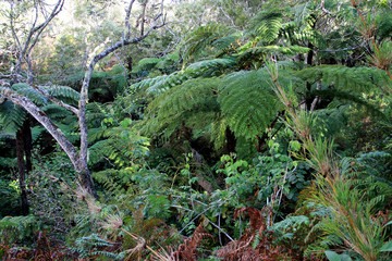 forêt réunionnaise