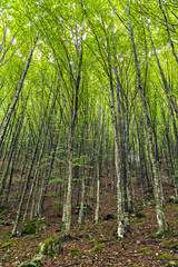 a beautiful hornbeam forest in the mountains of Romania