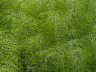 Riesenschachtelhalm im Wald