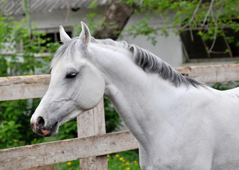 Portrait of gray arabian stallion