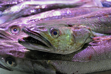 fangfrische Speisefisch Auswahl am Marktstand in Spanien