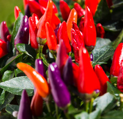 Zier-Paprika Capsicum annuum