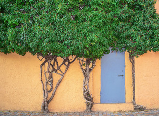 Climbing plant on a fence with door