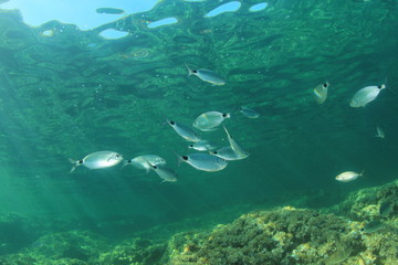 Fototapeta na wymiar Underwater fish