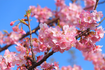 Kawazu-Sakura at Miura Peninsula in Kanagawa, Japan