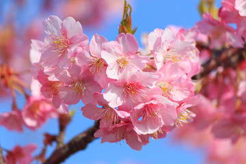 Kawazu-Sakura at Miura Peninsula in Kanagawa, Japan