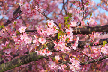 Kawazu-Sakura at Miura Peninsula in Kanagawa, Japan
