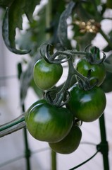 まだ青いトマト