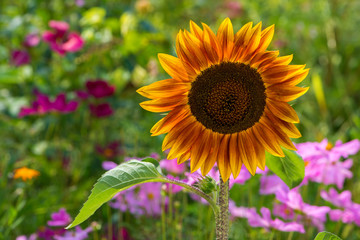 Sonnenblume im Bauerngarten