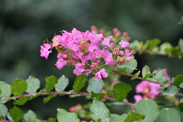 Fototapeta premium Lagerstroemia indica