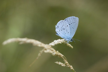 holly blue