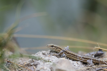 Small Vivparous Lizard