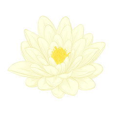 Beautiful lotus flower painted in graphic style isolated on white background