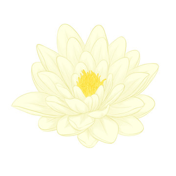 Beautiful lotus flower painted in graphic style isolated on white background