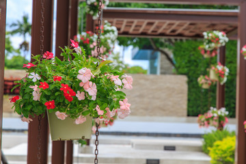 Variety of petunias in a summer garden. 