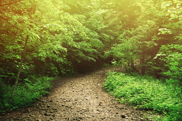 Trail through tall trees in a lush forest with sunlight