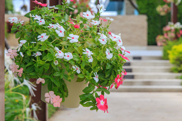 Variety of petunias in a summer garden. 