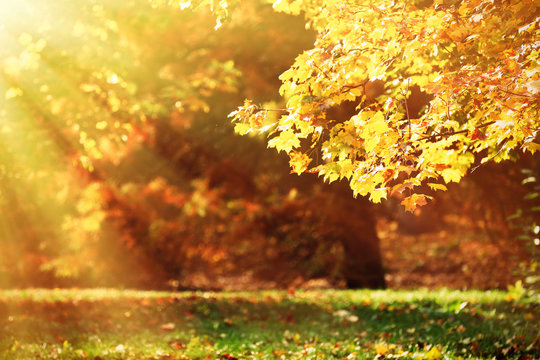 Beautiful autumn trees with sunlight