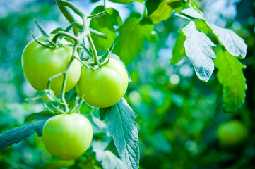 Green tomato growing on a branch