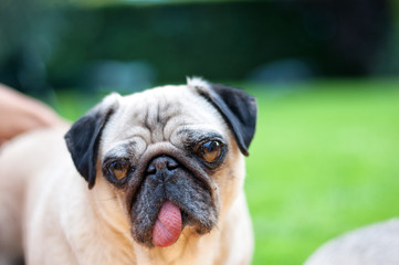 carlino8 © il_dottore