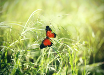 Beautiful butterfly on green grass