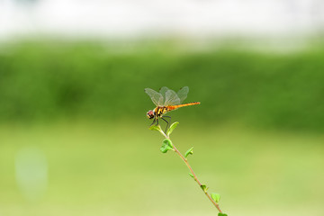 Dragonflies that fly to the treetop before it rained