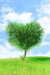 Plakat Green tree in heart shape, outdoors