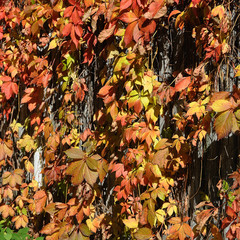 wild vines on the fence
