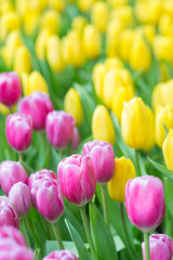 Obraz premium Colorful tulips in the garden, selective focus