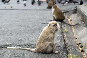Lonely life of monkeys that live in the city  