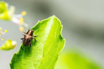 gold bug on leaf