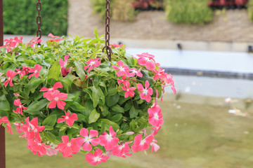 Naklejka premium Multiple petunias and green leaved