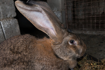 Brown rabbit giant in cage close-up