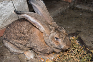Brown rabbit giant in cage close-up