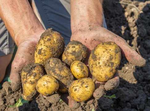 Potatoes freshly dug from the earth