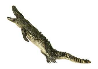 American Alligator