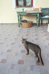 Resting housecats in Greek traditional patio