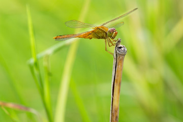 Dragonfly on leaf