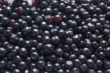 Shining blueberry