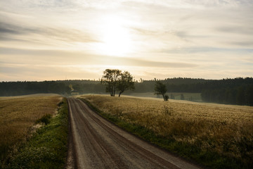 Fototapeta na wymiar Empty road between cultivated fields at dawn