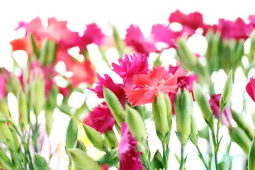 Beautiful small carnation close up