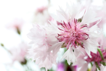 Beautiful small cornflowers close up