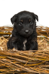Cute little black puppy in straw nest