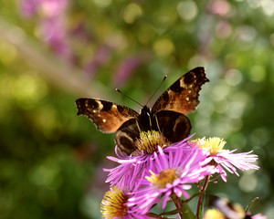 european peacock (8)