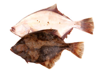 Fresh fishes isolated on white